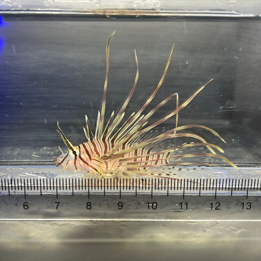 ミノカサゴ幼魚