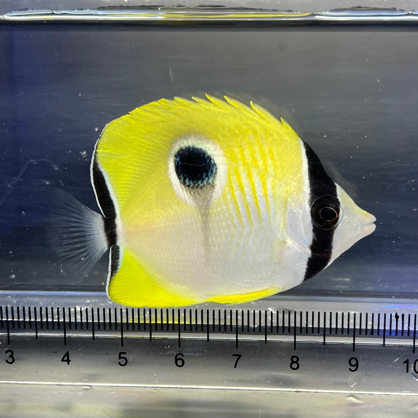 イッテンチョウチョウウオ