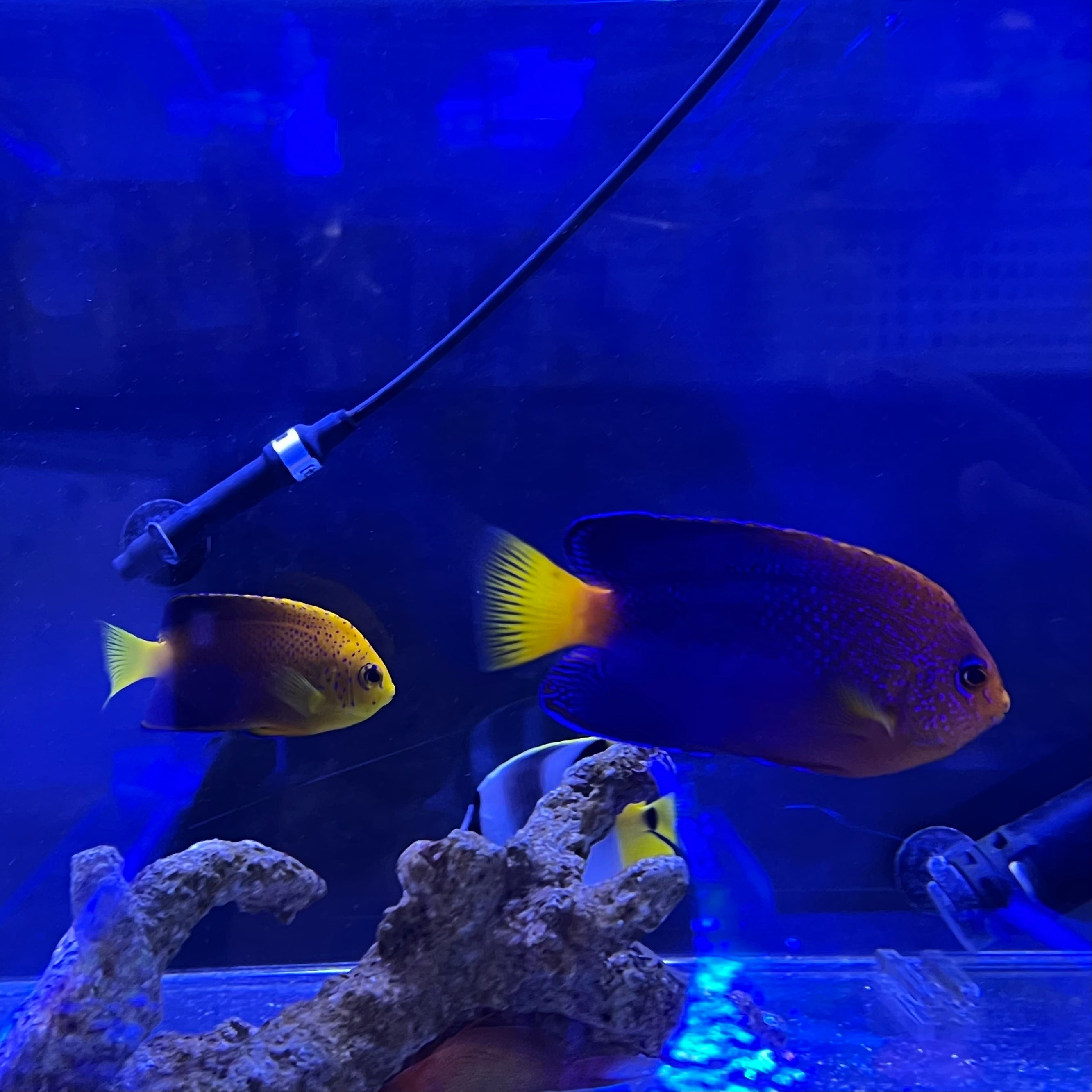 海水魚 – Page 2 – FISH UP