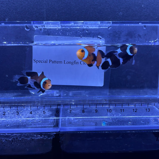 Special Pattem Longfin Clownfish