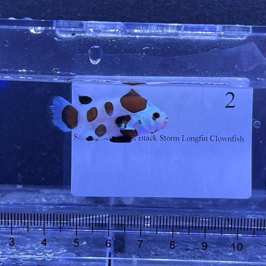 Second Generation Black Storm Longfin Clownfish