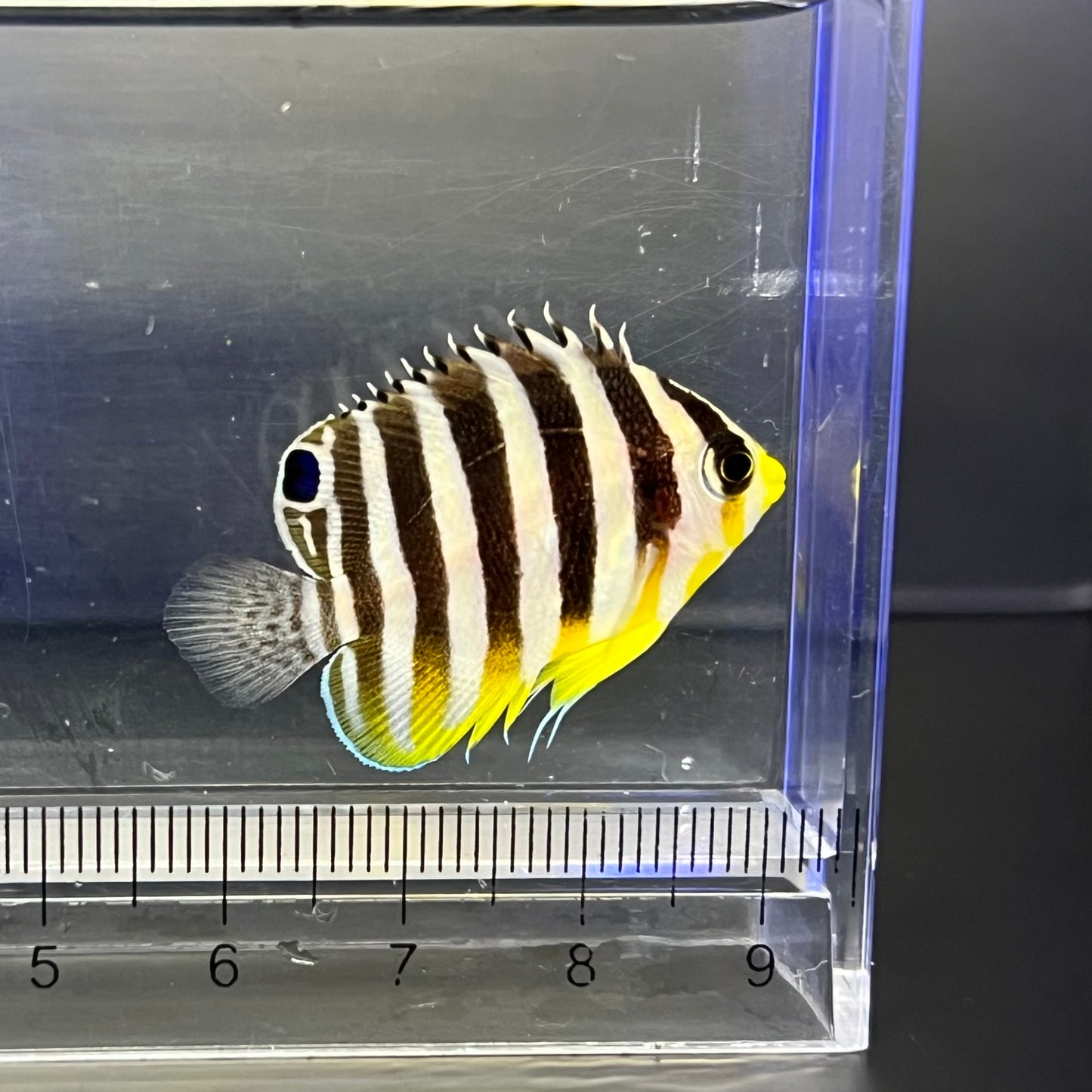 シマヤッコ カミハタブリード