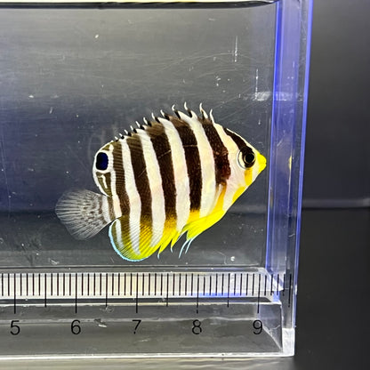 シマヤッコ カミハタブリード