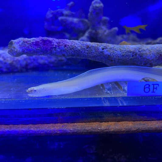 ホワイトリボンイール