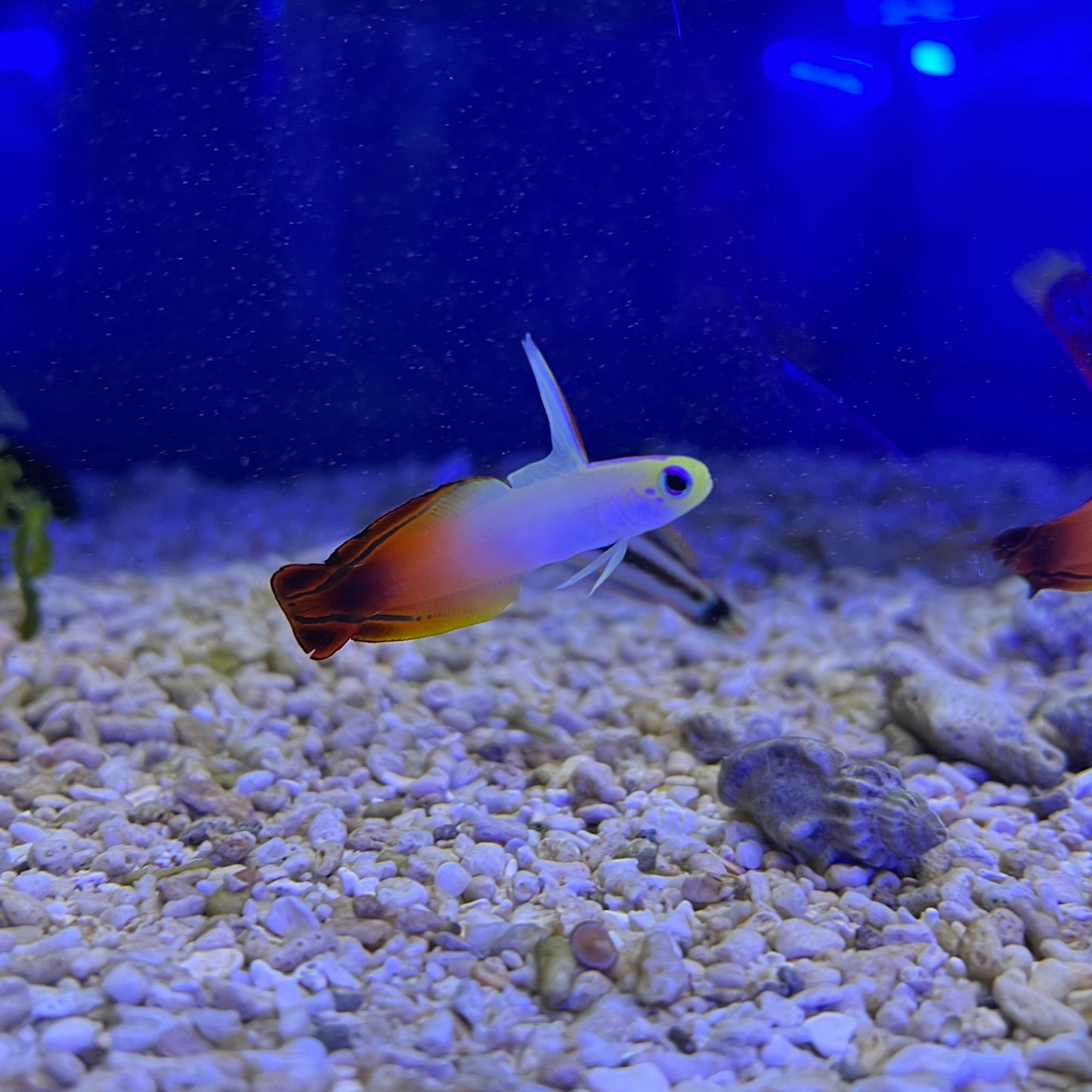 ハタタテハゼ