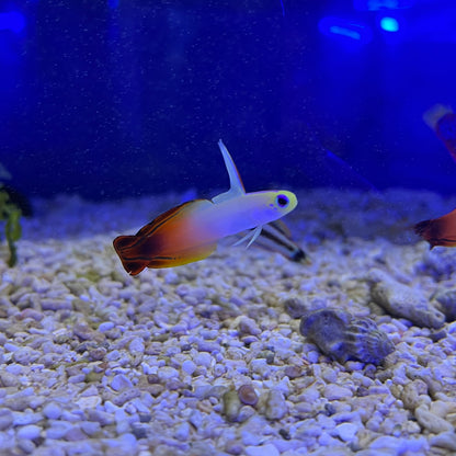 ハタタテハゼ