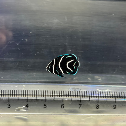 サザナミヤッコ幼魚