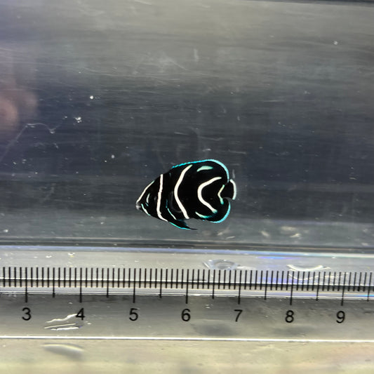 サザナミヤッコ幼魚