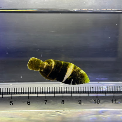 タレクチベラ幼魚