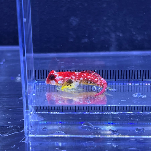 ルビードラゴネット