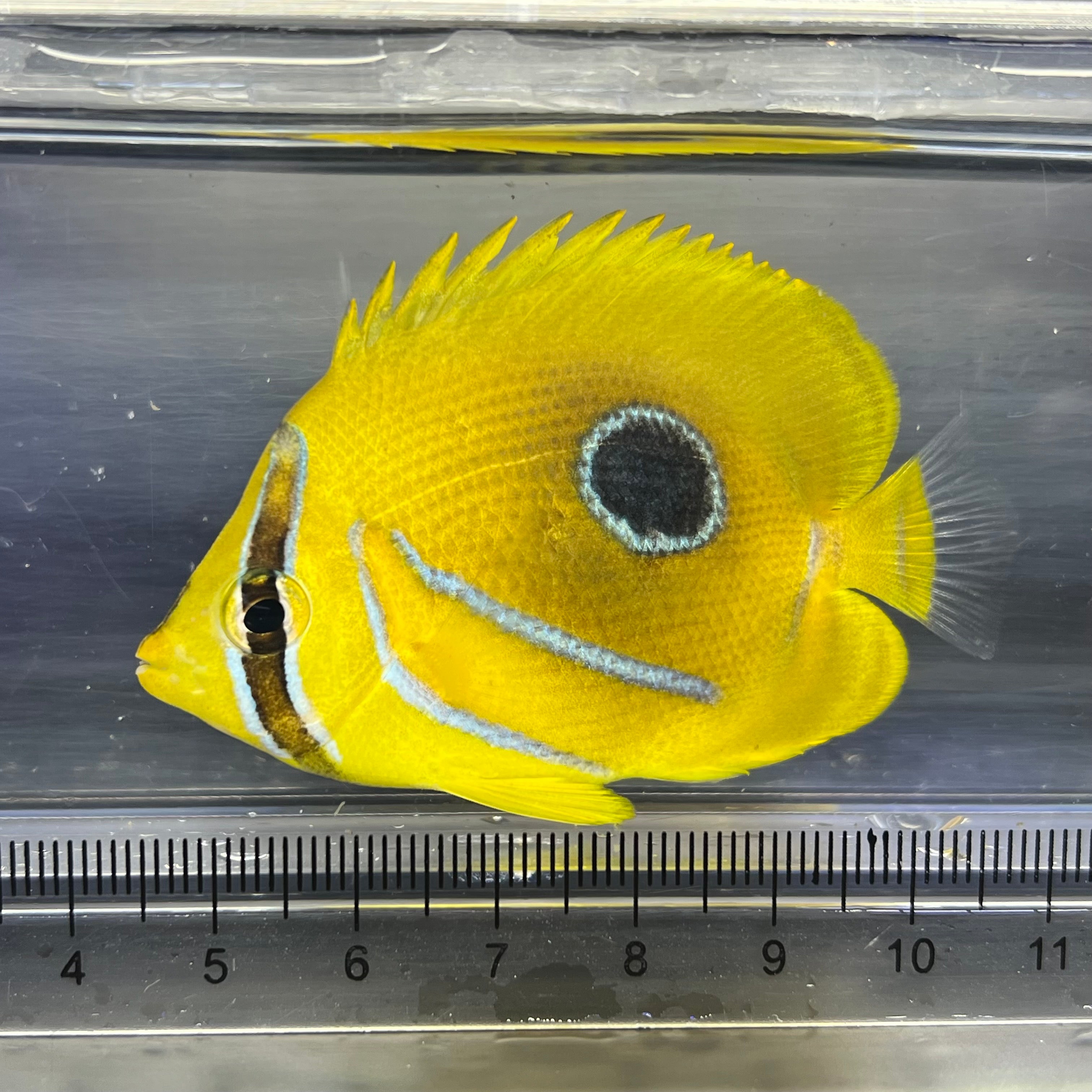 海水魚 – FISH UP