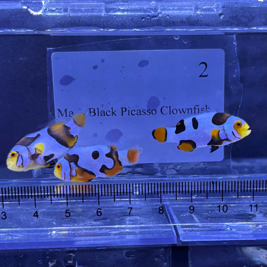 Mask Black Picasso Clownfish