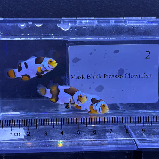 Mask Black Picasso Clownfish