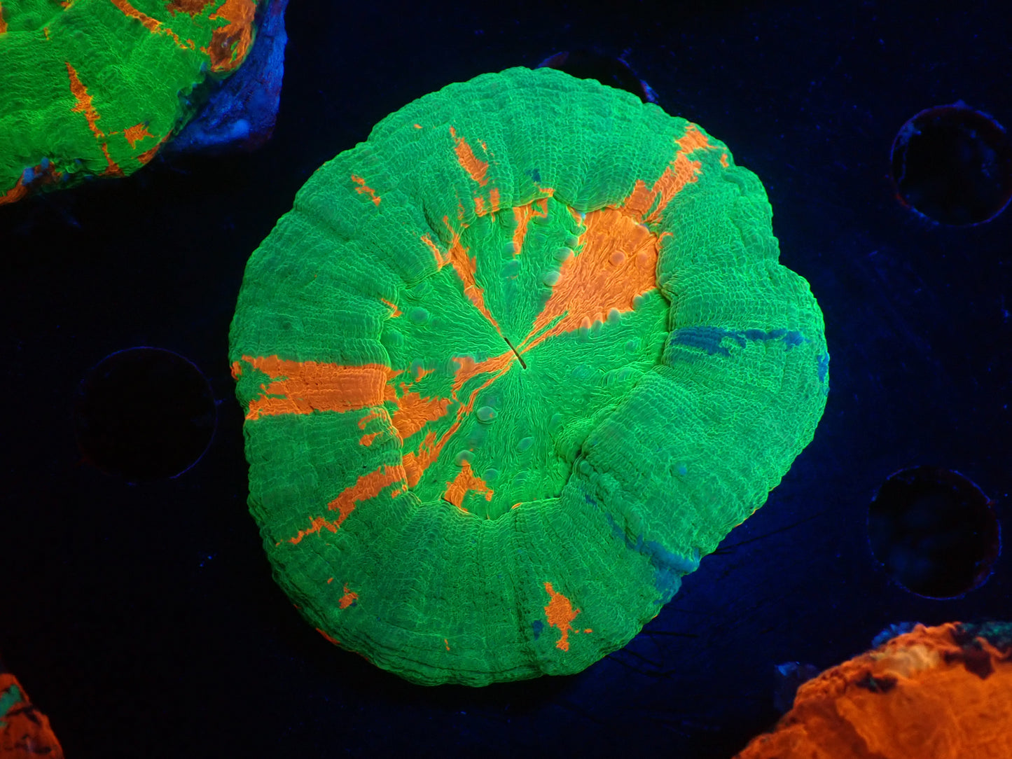 スコリミア（Ｂleeding apple）019
