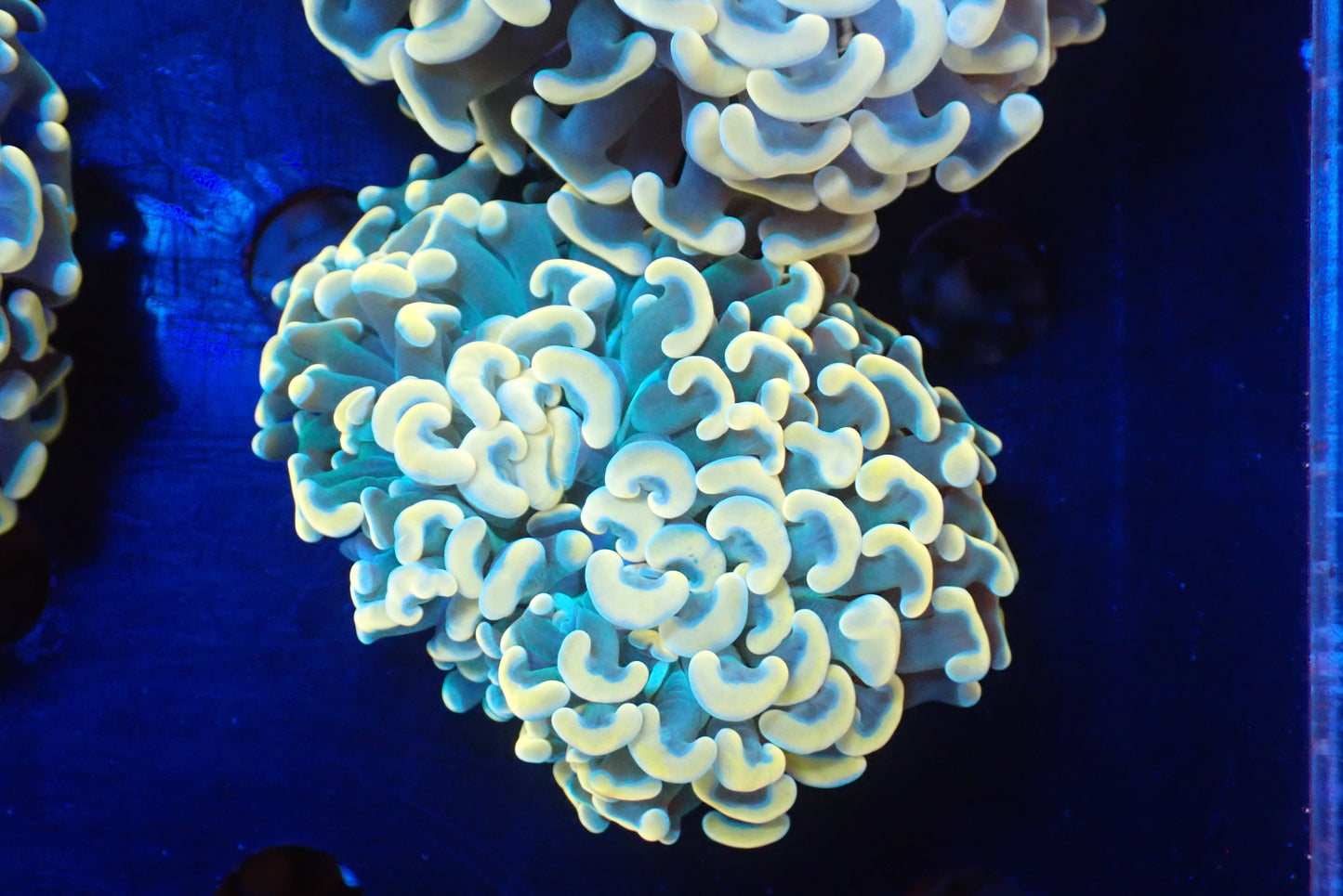 ナガレハナサンゴultragrade01