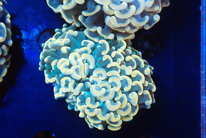 ナガレハナサンゴultragrade01