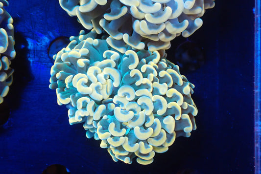 ナガレハナサンゴultragrade01