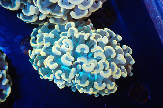 ナガレハナサンゴultragrade01