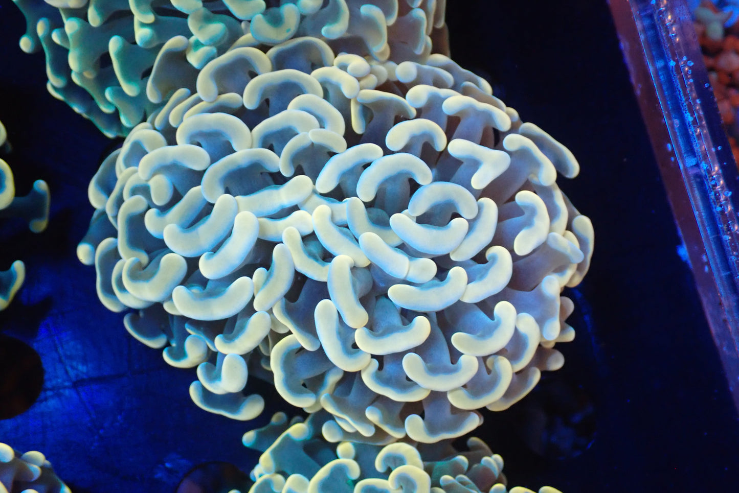 ナガレハナサンゴultragrade02