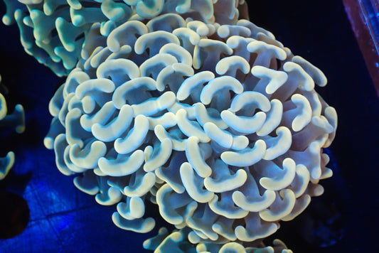 ナガレハナサンゴultragrade02