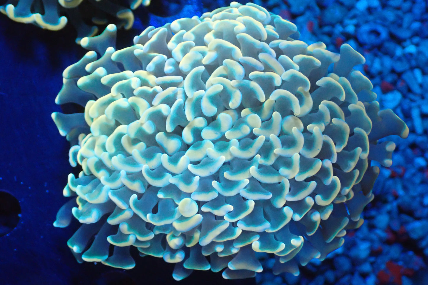 ナガレハナサンゴultragrade03