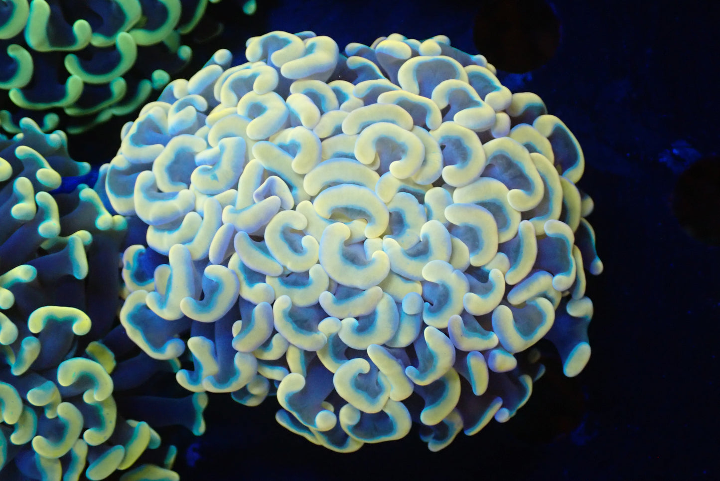 ナガレハナサンゴultragrade04