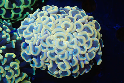 ナガレハナサンゴultragrade04