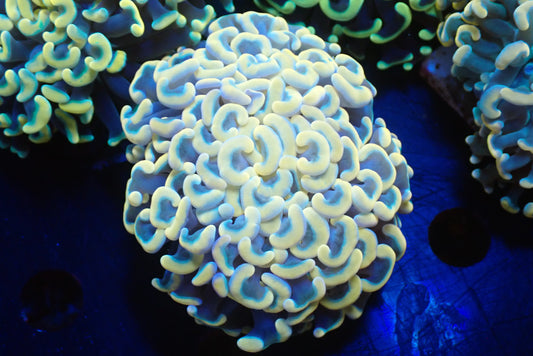 ナガレハナサンゴultragrade04