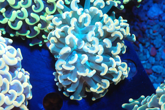 ナガレハナサンゴultragrade05