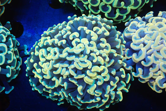 ナガレハナサンゴultragrade06