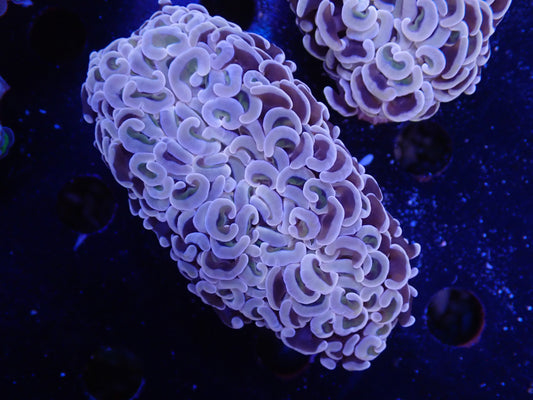 AUSナガレハナサンゴ6