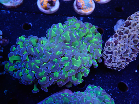 AUSナガレハナサンゴ8