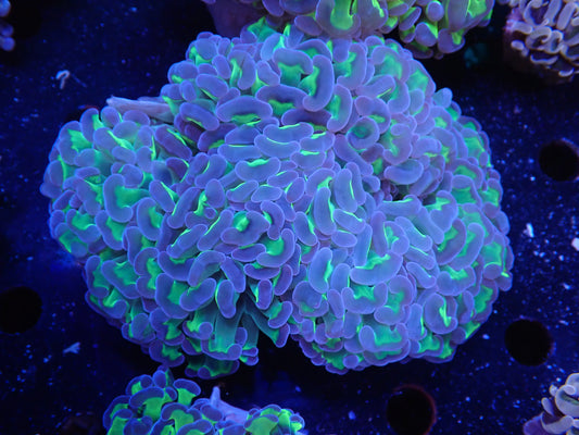 AUSナガレハナサンゴ9