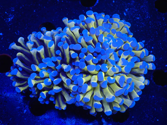 AUS　24Kゴールドトーチ9