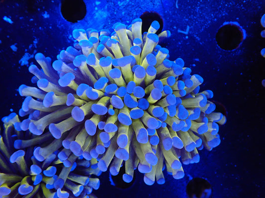 AUS　24Kゴールドトーチ7