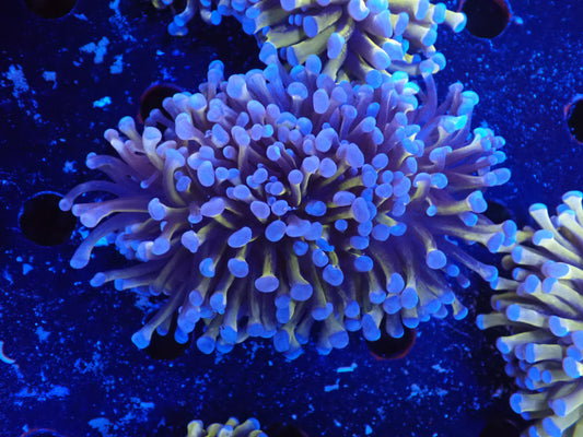 AUS　24Kゴールドトーチ6