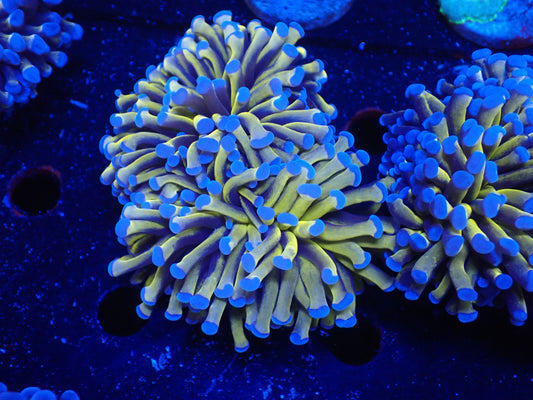 AUS　24Kゴールドトーチ5