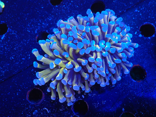 AUS　24Kゴールドトーチ4