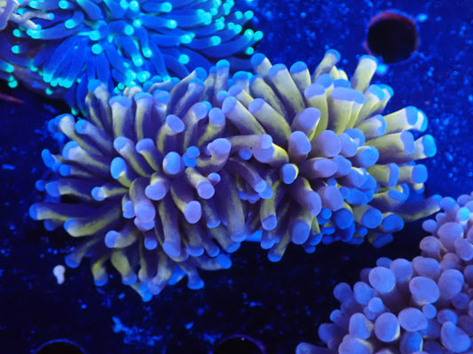 AUS　24Kゴールドトーチ3