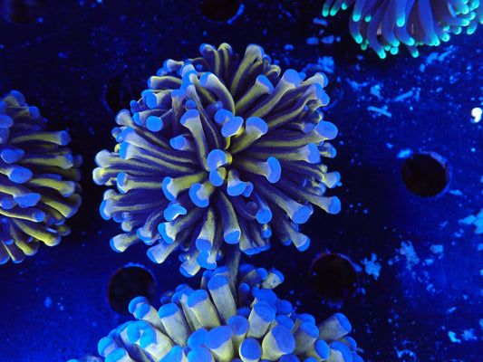 AUS　24Kゴールドトーチ2