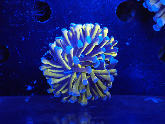 AUS　24Kゴールドトーチ１