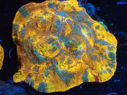 AUS Gold Premium Rainbow Chalice ②