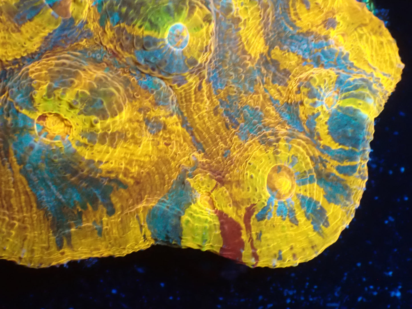 AUS Gold Premium Rainbow Chalice ②