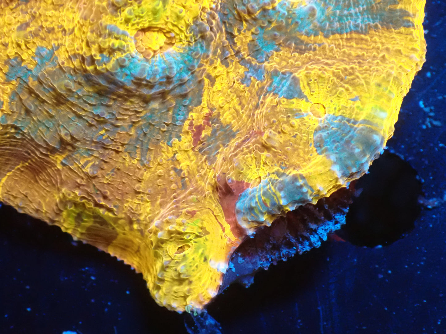 AUS Gold Premium Rainbow Chalice ②