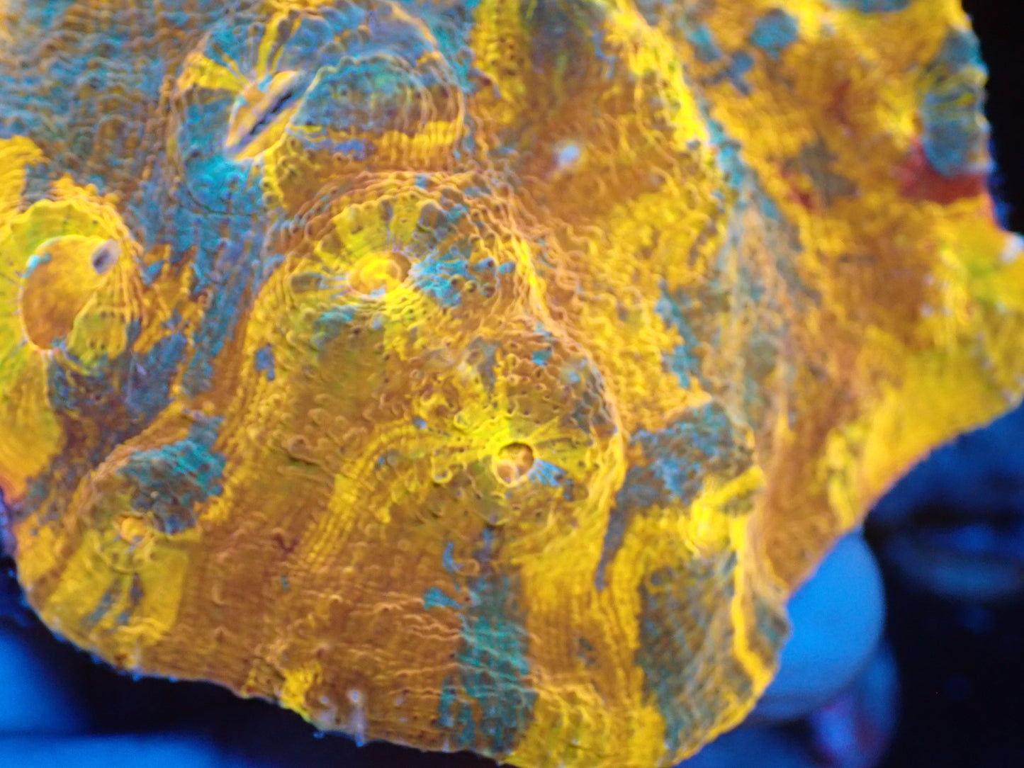 AUS Gold Premium Rainbow Chalice ②