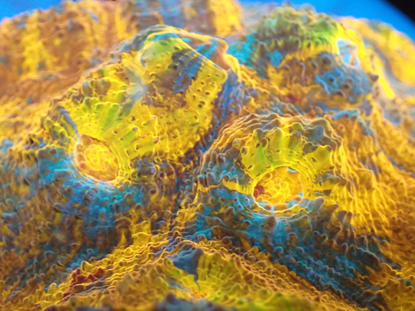 AUS Gold Premium Rainbow Chalice ②