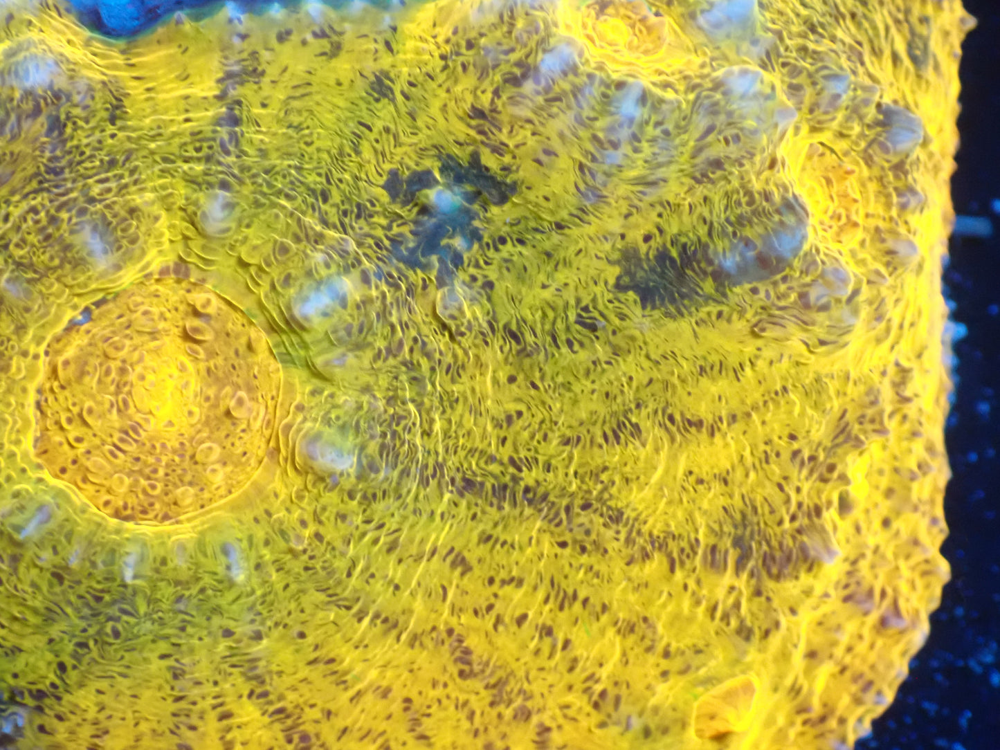 AUS Gold Special Chalice