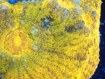 AUS Gold Special Chalice
