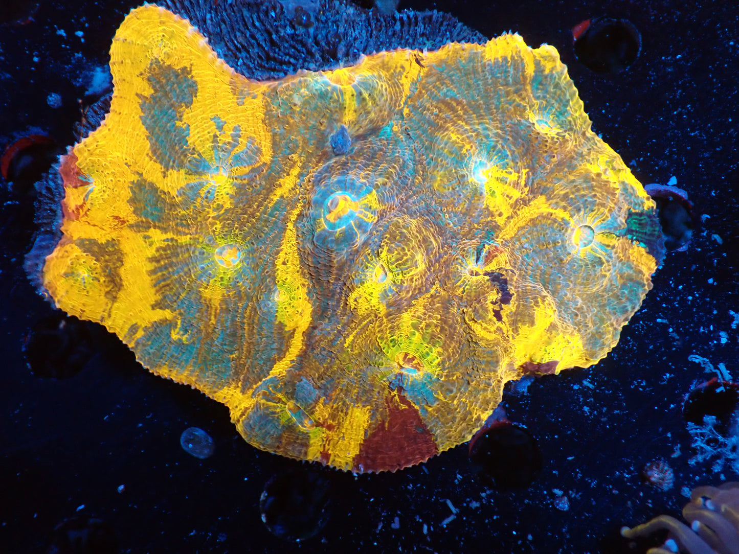 Gold Rainbow Chaleic C