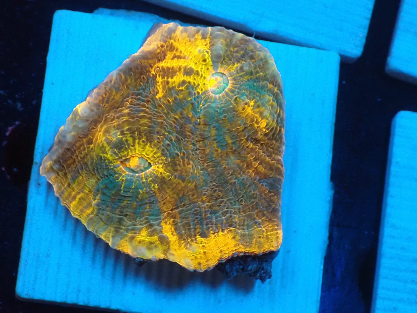 Gold Rainbow Chaleic A